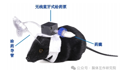 脑体互作研究—神经药效评价实验外包平台