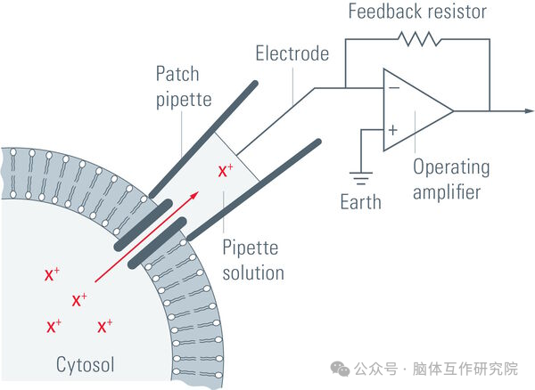脑体互作研究—神经药效评价实验外包平台