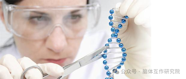 脑体互作研究—神经药效评价实验外包平台