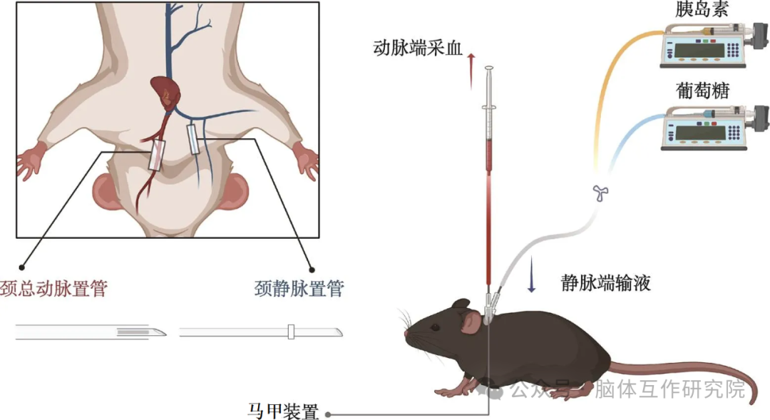 脑体互作研究—神经药效评价实验外包平台
