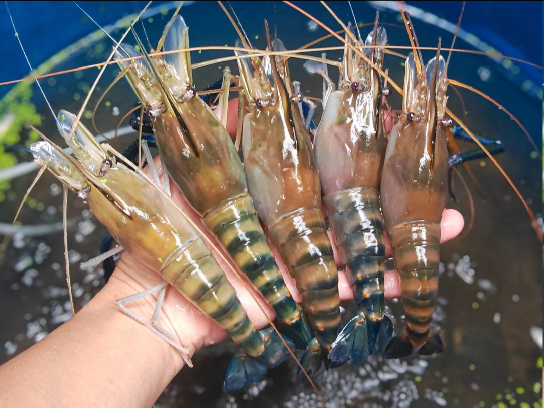 △“高桂虾”体色鲜亮、肉质紧致、口感鲜甜、富有弹性。邓达荣 摄