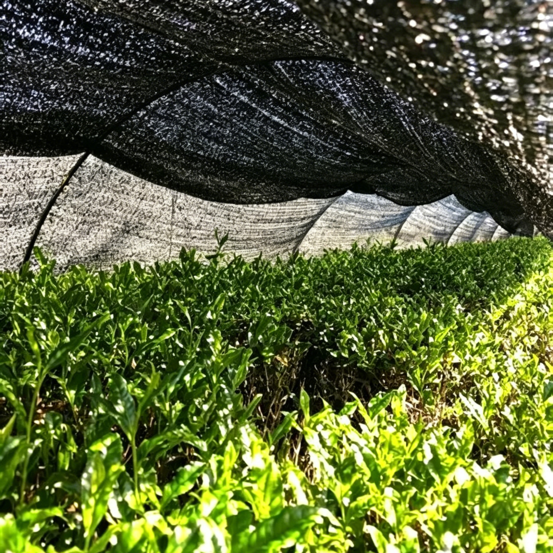 抹茶的颜色越绿越好吗？不同绿度对应的品质差异