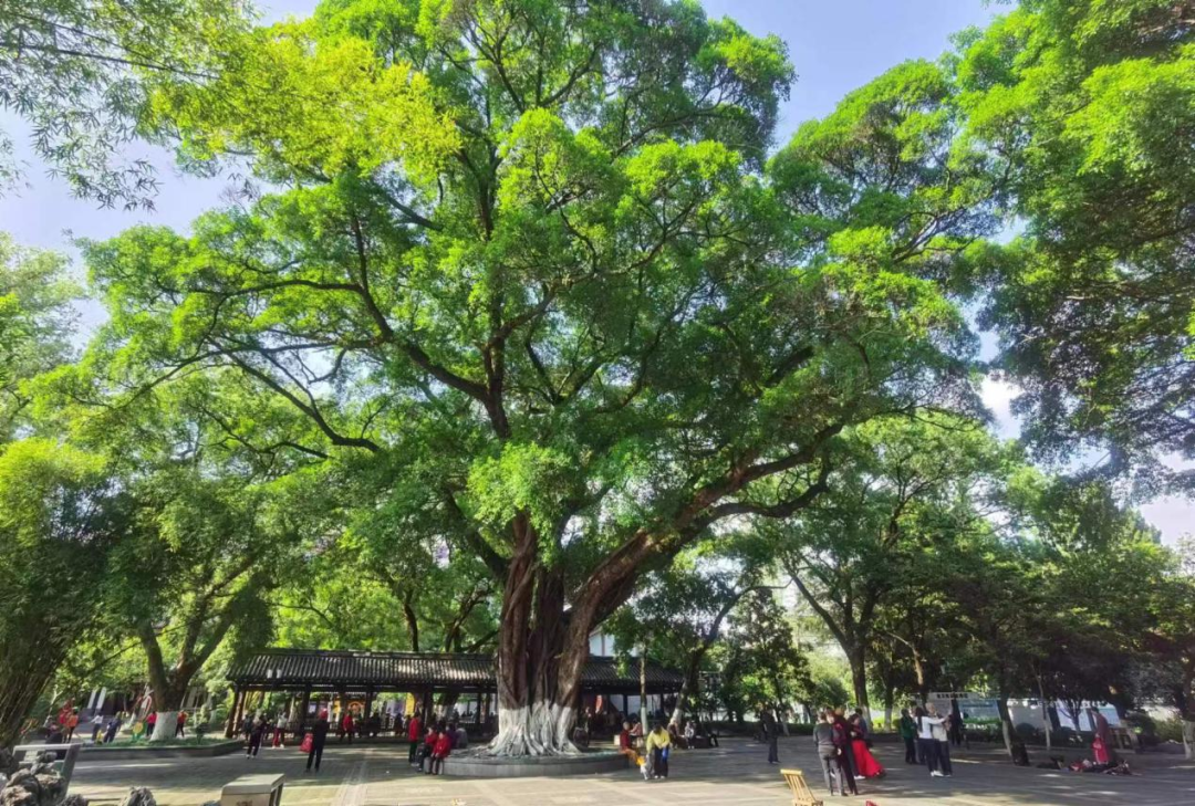 植物科普——榕树 | 瑞金市信息公开