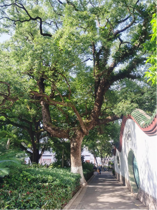 植物科普——樟树 | 瑞金市信息公开