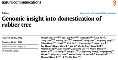 中国热科院田维敏团队联合中国科学院遗传发育所李家洋团队、梁承志团队解析橡胶树驯化的遗传机制的图1