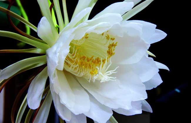 二十四节气之节气花语白露昙花