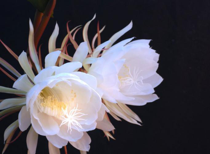 二十四节气之节气花语白露昙花