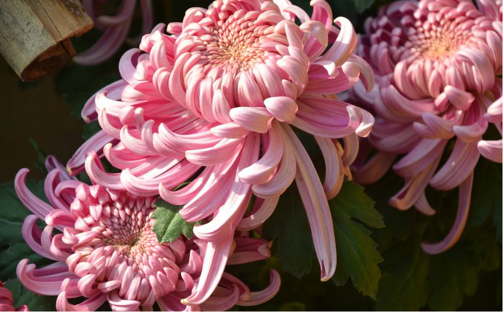 综合实践二十四节气之节气花语秋分菊花