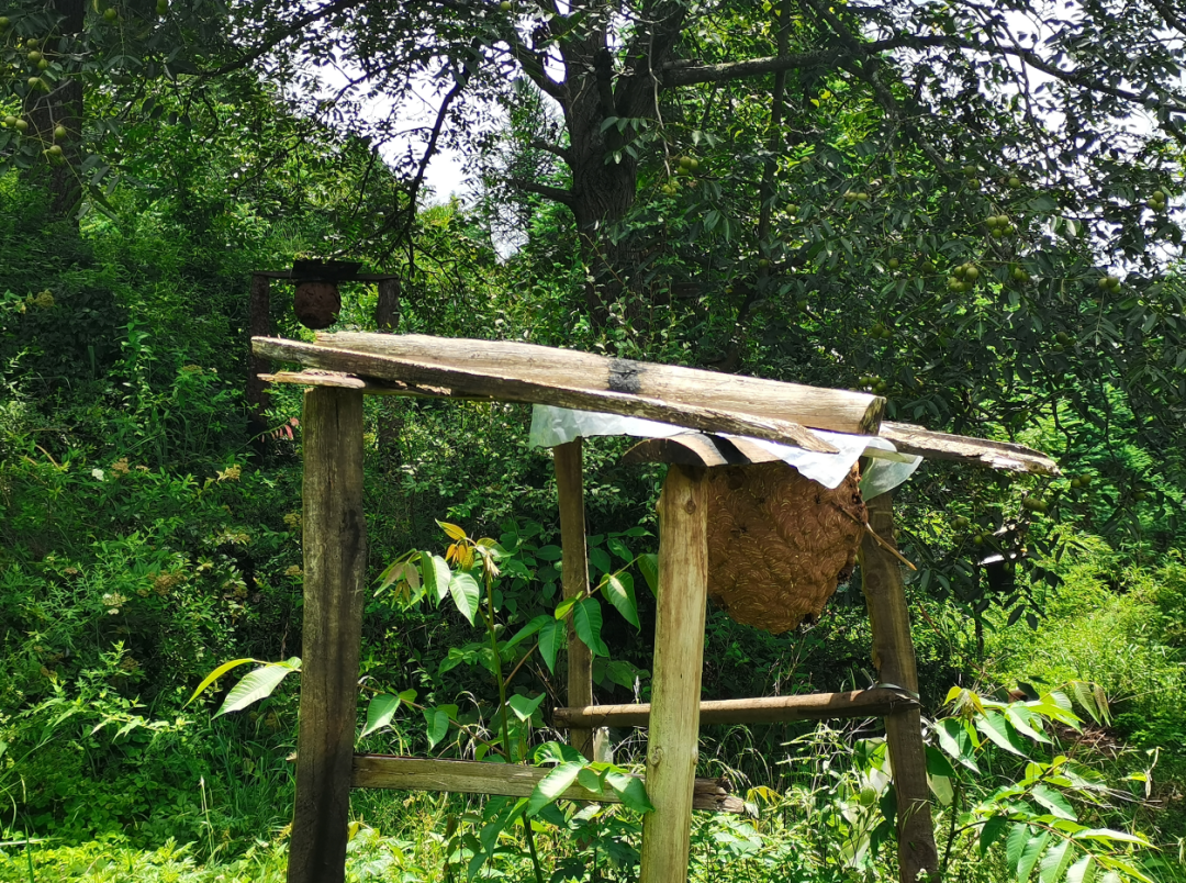 会东乌东德镇青山村许国金：从质疑起步，胡蜂养殖变乡村振兴 “新引擎插图1