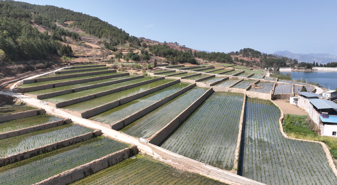 会东春耕忙，农业振兴显成效，农民笑开颜插图3