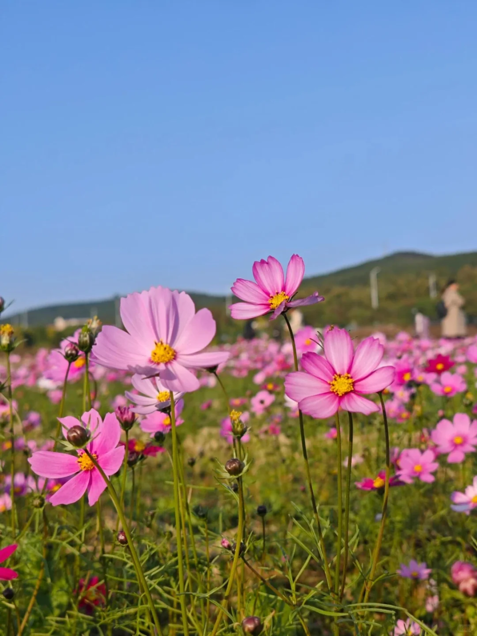 图源小红书@momo在韶关