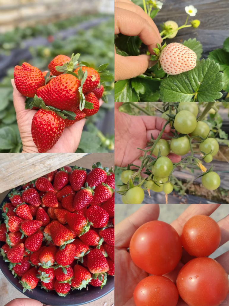 以上2图源小红书@搬运工