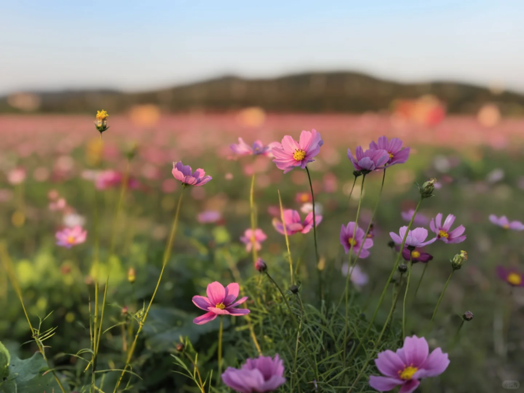 以上2图源@小红书小肥嘟妹