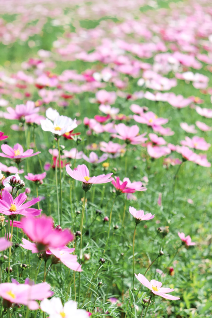 以上2图源@小红书MrsH