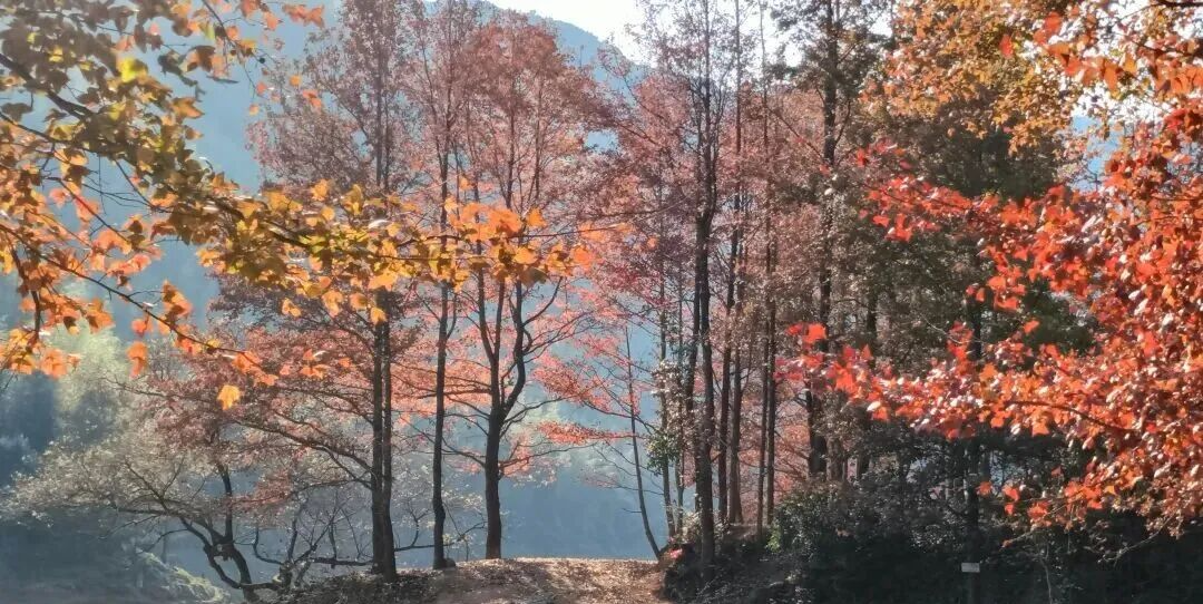 以上3图：Venus张小岚