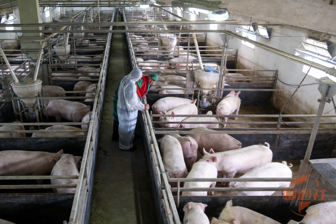 千亿级 “养猪大王”，成为山东宠物食品企业第一大股东