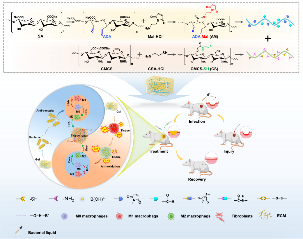 医用抗菌水凝胶怎么用四川大学华西医院骨科研究所解慧琪团队： 一种基于“点击”化学交联原位水凝胶通过抗菌、抗氧化和抗炎活性提高感染性伤口的治疗效果_https://www.jmylbn.com_新闻资讯_第3张