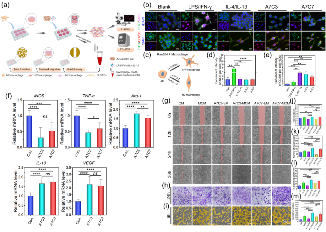 医用抗菌水凝胶怎么用四川大学华西医院骨科研究所解慧琪团队： 一种基于“点击”化学交联原位水凝胶通过抗菌、抗氧化和抗炎活性提高感染性伤口的治疗效果_https://www.jmylbn.com_新闻资讯_第5张