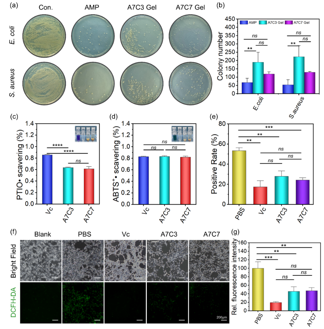 医用抗菌水凝胶怎么用四川大学华西医院骨科研究所解慧琪团队： 一种基于“点击”化学交联原位水凝胶通过抗菌、抗氧化和抗炎活性提高感染性伤口的治疗效果_https://www.jmylbn.com_新闻资讯_第4张