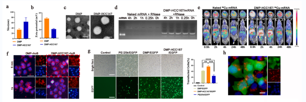 pl在医学中是什么意思四川大学华西医院生物治疗国家重点实验室门可研究员团队：ALPPL2 结合肽介导的mRNA靶向递送制剂用于肝癌的基因治疗_https://www.jmylbn.com_新闻资讯_第4张