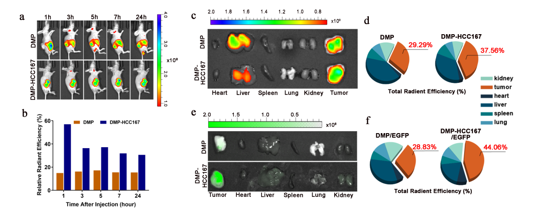 pl在医学中是什么意思四川大学华西医院生物治疗国家重点实验室门可研究员团队：ALPPL2 结合肽介导的mRNA靶向递送制剂用于肝癌的基因治疗_https://www.jmylbn.com_新闻资讯_第5张