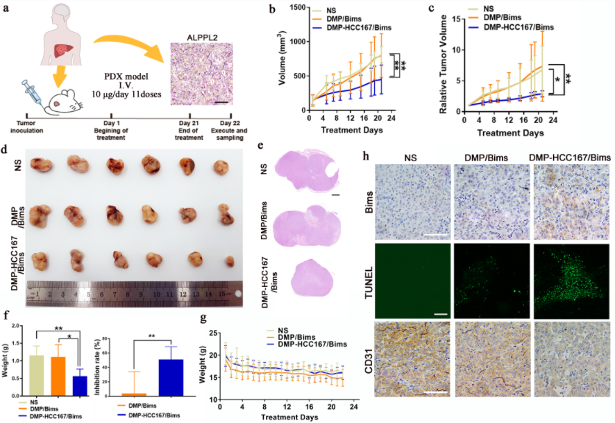 pl在医学中是什么意思四川大学华西医院生物治疗国家重点实验室门可研究员团队：ALPPL2 结合肽介导的mRNA靶向递送制剂用于肝癌的基因治疗_https://www.jmylbn.com_新闻资讯_第7张