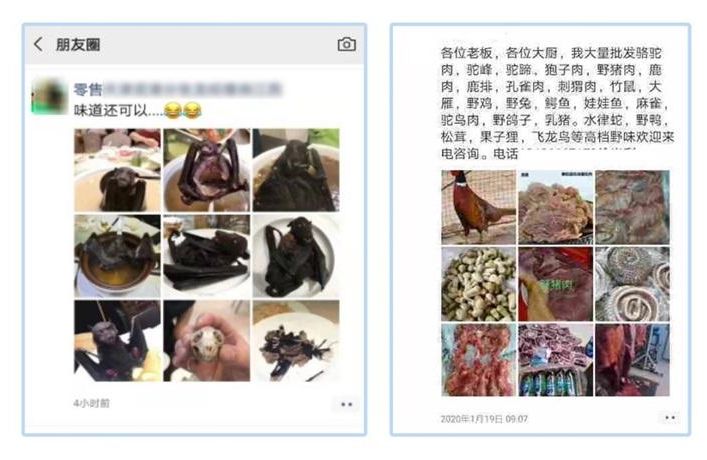 记吃不记打：昨天果子狸，今天穿山甲，明天会是谁？