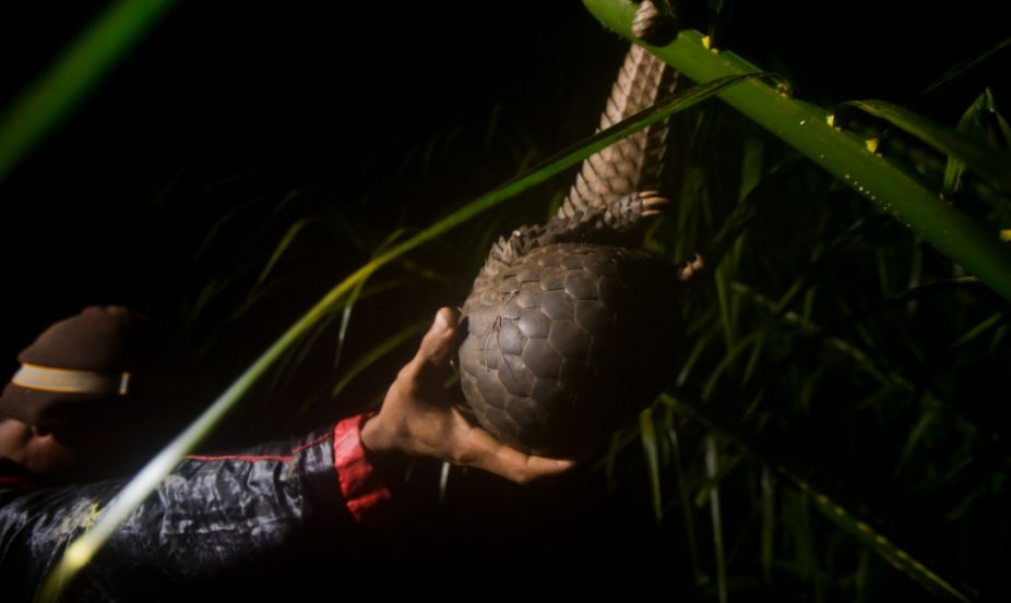 记吃不记打：昨天果子狸，今天穿山甲，明天会是谁？