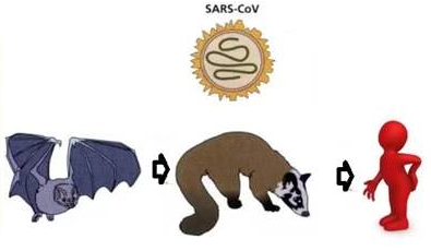 记吃不记打：昨天果子狸，今天穿山甲，明天会是谁？