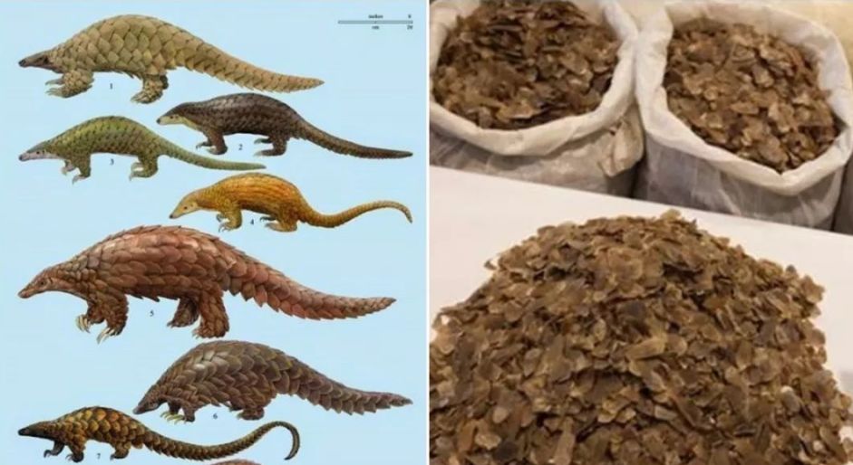 记吃不记打：昨天果子狸，今天穿山甲，明天会是谁？