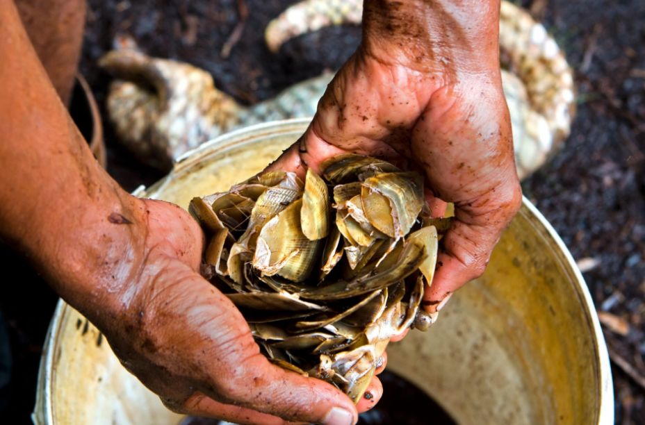 记吃不记打：昨天果子狸，今天穿山甲，明天会是谁？