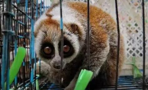 记吃不记打：昨天果子狸，今天穿山甲，明天会是谁？