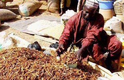 东非蝗灾：飞的过五湖四海，飞不过喜马拉