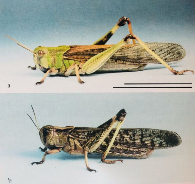 东非蝗灾：飞的过五湖四海，飞不过喜马拉