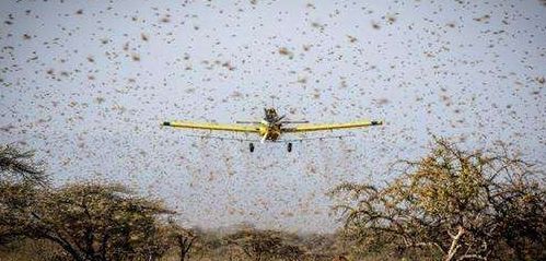 东非蝗灾：飞的过五湖四海，飞不过喜马拉