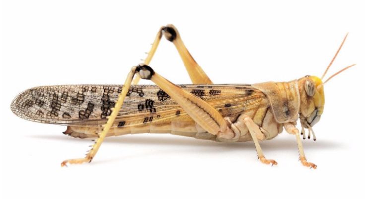 东非蝗灾：飞的过五湖四海，飞不过喜马拉