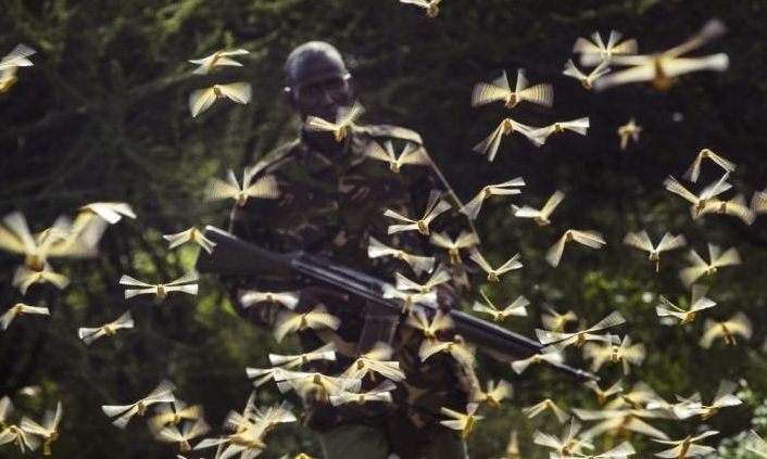 东非蝗灾：飞的过五湖四海，飞不过喜马拉
