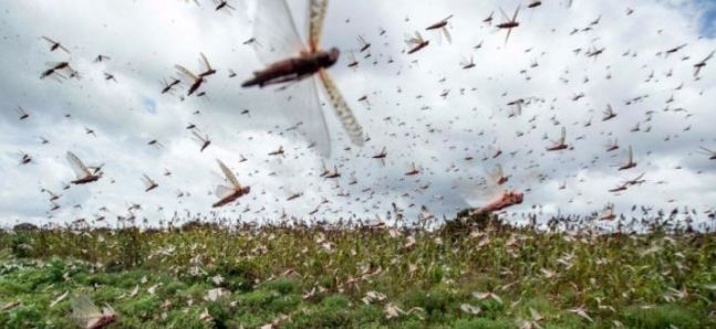 东非蝗灾：飞的过五湖四海，飞不过喜马拉