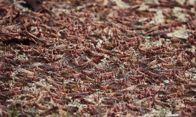 东非蝗灾：飞的过五湖四海，飞不过喜马拉