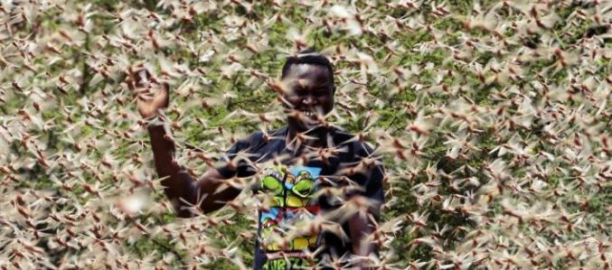 东非蝗灾：飞的过五湖四海，飞不过喜马拉