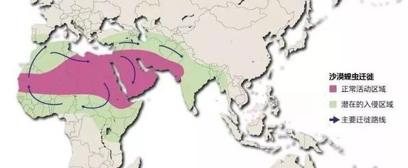 东非蝗灾：飞的过五湖四海，飞不过喜马拉