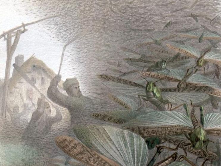 东非蝗灾：飞的过五湖四海，飞不过喜马拉