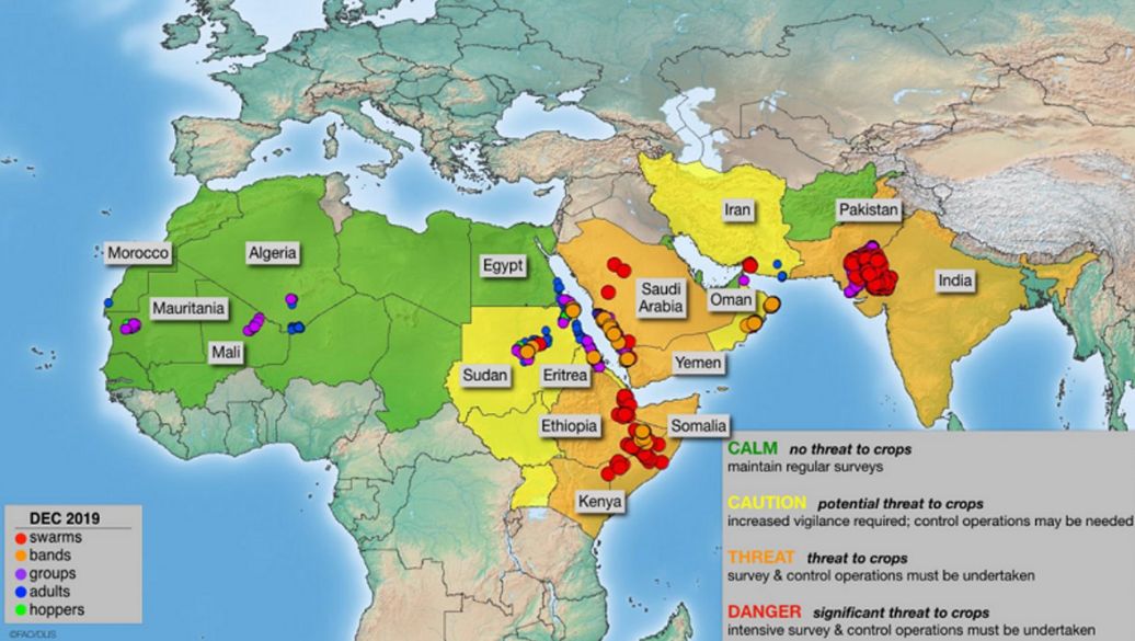 东非蝗灾：飞的过五湖四海，飞不过喜马拉