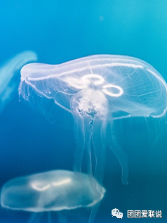 海底世界生物名称大全_世间海底生物_海底世界的生物千奇百怪