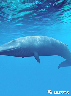 海底世界生物名称大全_海底世界的生物千奇百怪_世间海底生物
