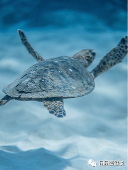 世间海底生物_海底世界生物名称大全_海底世界的生物千奇百怪