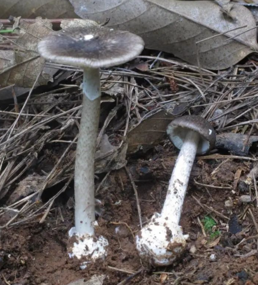 游客采食蘑菇中毒