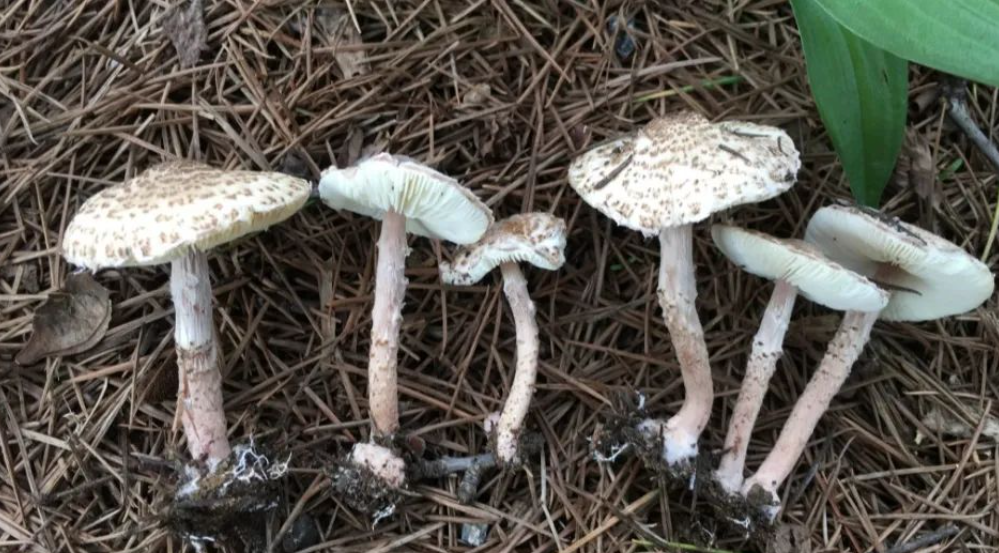 游客采食蘑菇中毒