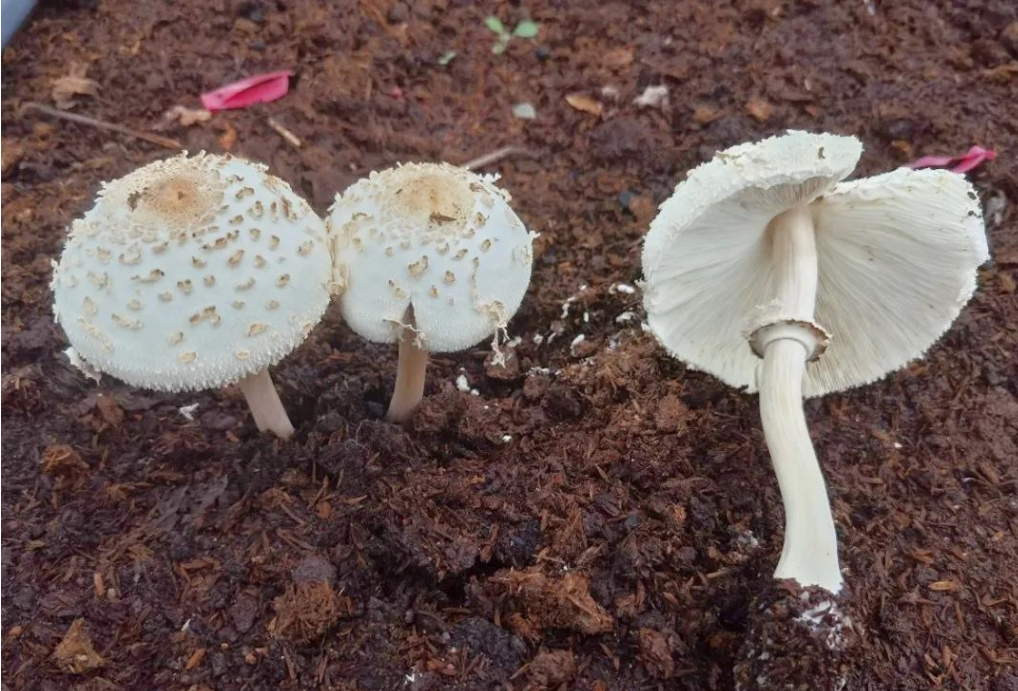 游客采食蘑菇中毒