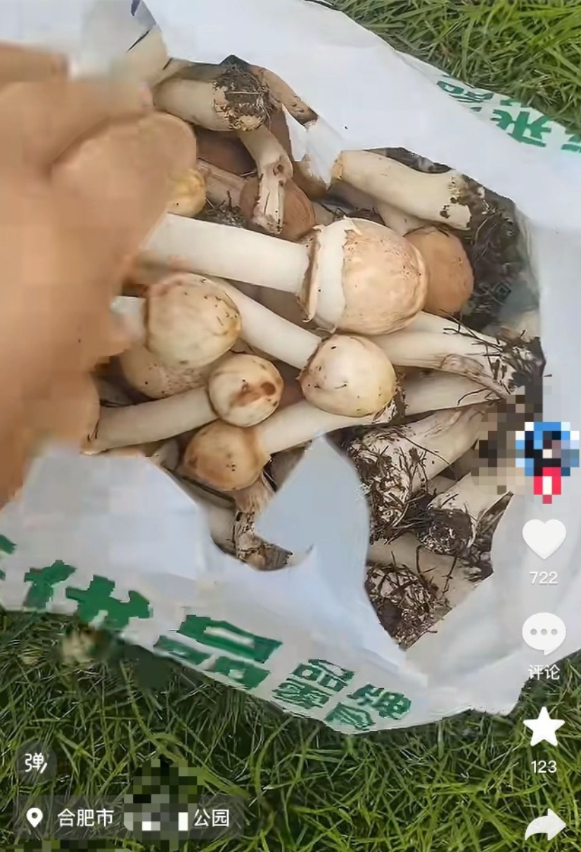 游客采食蘑菇中毒,合肥一市民在公园采食蘑菇中毒，疾控紧急提醒